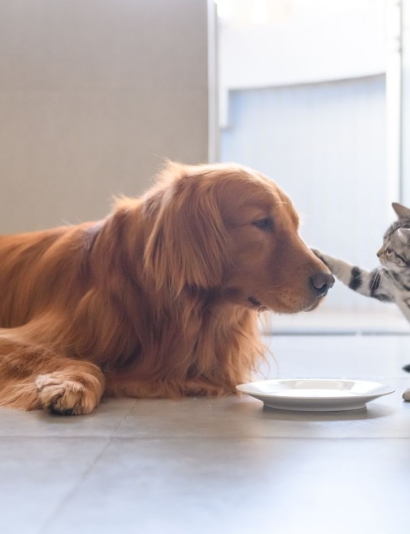 dog-and-cat-playing-together_198206905