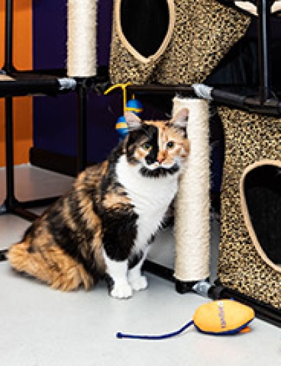 wcj-pet-transit-lounge-2020